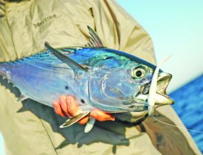 This tuna fell for a Berkley Shad during a plastics jigging session.